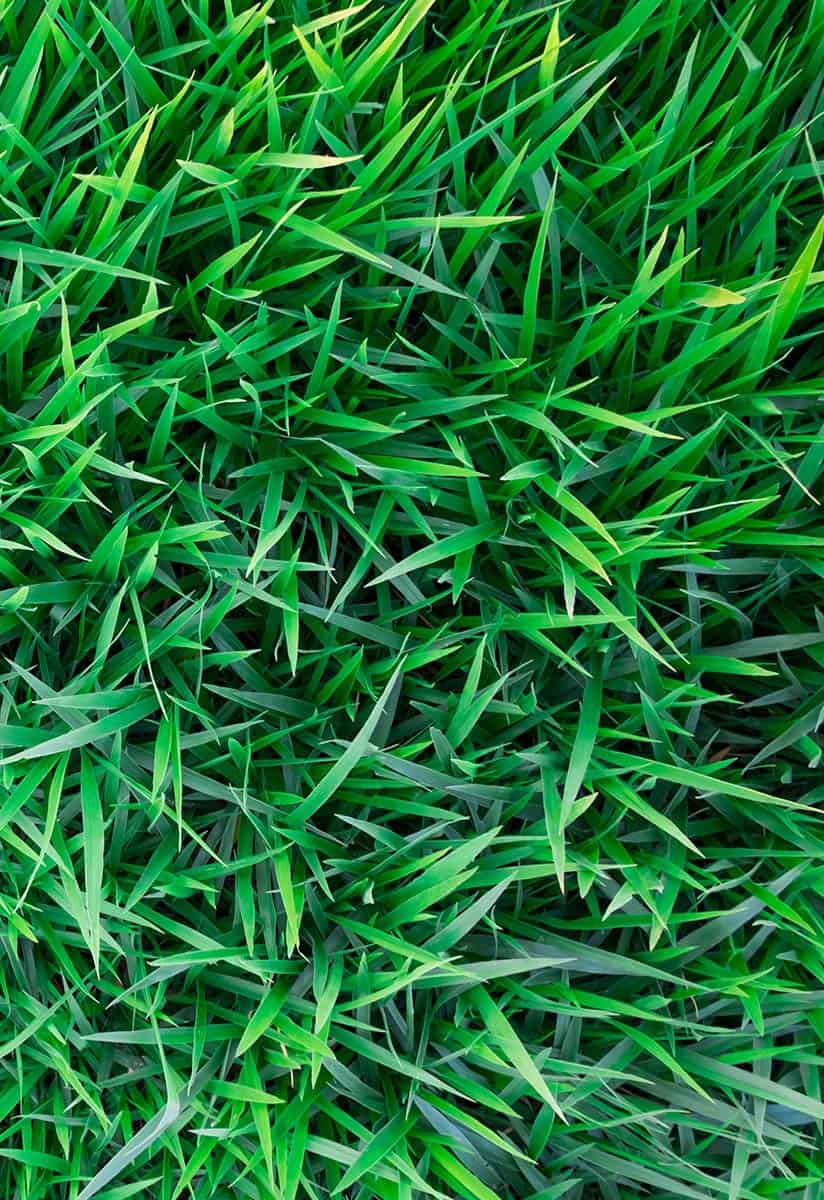 grass background